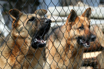 Dog Bites